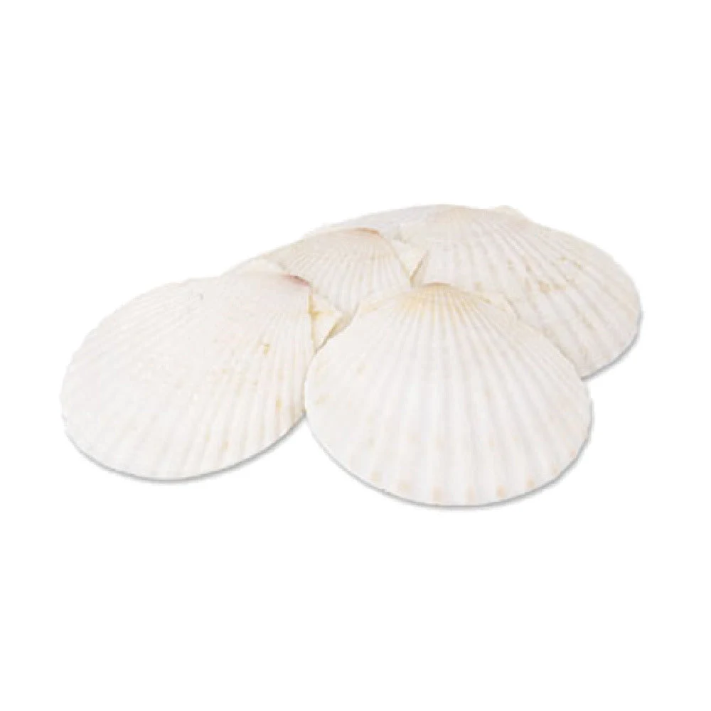 Alegacy Foodservice Products 664 Baking Shell 5
